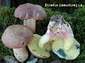 Butyriboletus pseudoregius-amf314